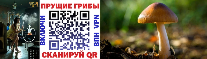 Галлюциногенные грибы GOLDEN TEACHER  Купить  Беслан 